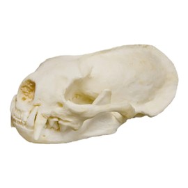 American River Otter Skull (Teaching Quality Replica)