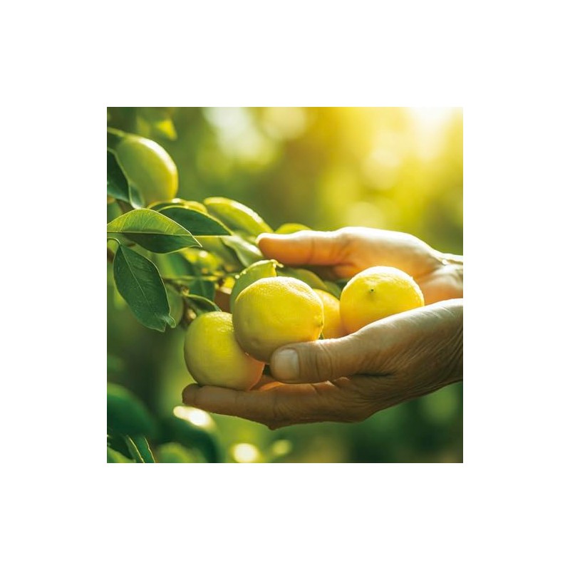 Hand Guard Gel, Lemon Lime