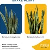 Costa Farms Snake Plant, Live Plant in Plastic Pot, Easy