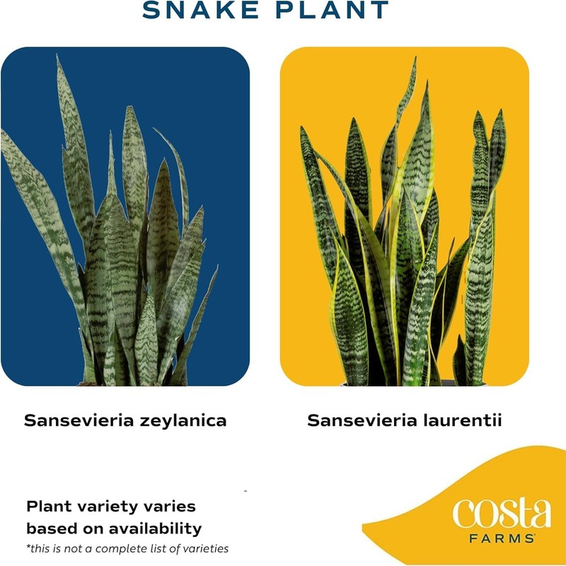 Costa Farms Snake Plant, Live Plant in Plastic Pot, Easy