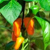 Park Seed Minis Fresh Bites Orange Sweet Pepper Seeds –
