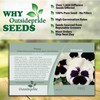 Outsidepride 1000 Seeds Viola Pansy Silverbride Flower Seeds for Planting
