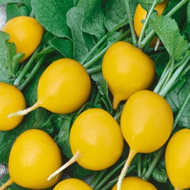 Golden Radish 300 Seeds, Heirloom Golden Radish, Non-GMO Open Pollinated Heirloom Radish Seeds