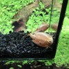 GreenWaterFarm Triops Red Longicaudatus Eggs for Hatching and Culture Suitable