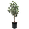 Granny Smith Apple Tree, Premier Size, Fruits 2 Years Faster,