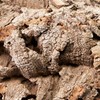 USCAPE Natural cork pieces for terrarium and paludarium, untreated cork