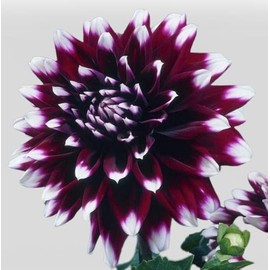 Votaniki Mystery Day Dahlia Bulbs - Dinnerplate Dahlia Bulbs for Planting | Eye-catching Flower, Perennial Dahlia, Large Blooms (4 Pack)