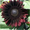 Seed Needs, Procut Red Sunflower (Helianthus annuus) Twin Pack 40