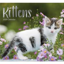 Kittens 2026 Full Size Wall Calendar for Planning, Scheduling, and Organizing