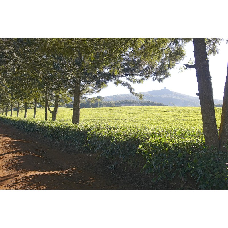 Rare Tea Company Speedy Breakfast Loose Leaf Black Tea 50g