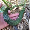 CHUXAY GARDEN Jade Cucumber Seed 25 Seeds Cucumis Sativus Plant