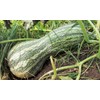 TomorrowSeeds - Green Striped Cushaw Seeds - 60+ Count -