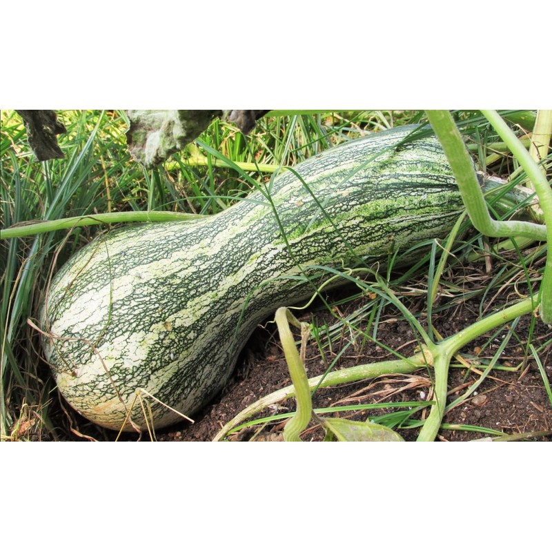 TomorrowSeeds - Green Striped Cushaw Seeds - 60+ Count -