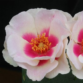 Heirloom Roses Rose Plant - Bull's Eye™ Multi Rose Bush, Shrub Live Plant for Planting Outdoors