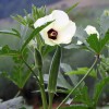 Southeast Seeds Cowhorn Okra Seeds, NON-GMO, Spineless, Large Okra, FREE