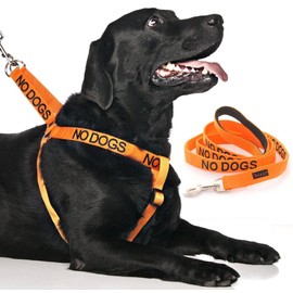 NO DOGS (Not good with other dogs) Orange Colour Coded Non-Pull Dog Harness and 60cm 1.2m 1.8m Luxury Neoprene Padded Handle Lead Sets PREVENTS Accidents By Warning Others Of Your Dog In Advance (Harness & 1.8m)