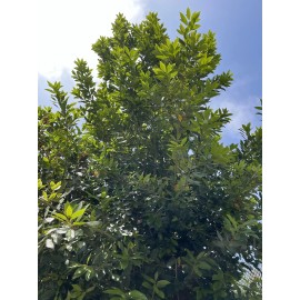 Fresh 20, Fresh picked Organic Bay Leaves Leaf, Laurus Nobilis,   Med-  Large leaves