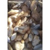 8 Pounds Of High Quality Georgetown Flint ( Whole Rock