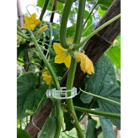 AUVSTAR Plant clips, melon clips, plastic clips, clips, for hanging clips, vine clips, vine clipsplant clips, support tomatoes, peppers, vine plants, amp flowers to grow upright (100 pieces)
