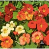 Tip Top Dwarf Nasturtium Seeds - 45 Seeds