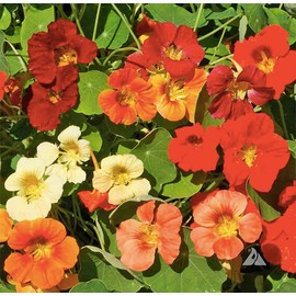 Tip Top Dwarf Nasturtium Seeds - 45 Seeds