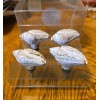 Sanibel Shores Set of 4 Sanibel Shores Ceramic Sea Shell