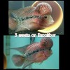 Excalibur Original Flowerhorn/srt Staple Food 1/2 lb 5mm Floating Pellets