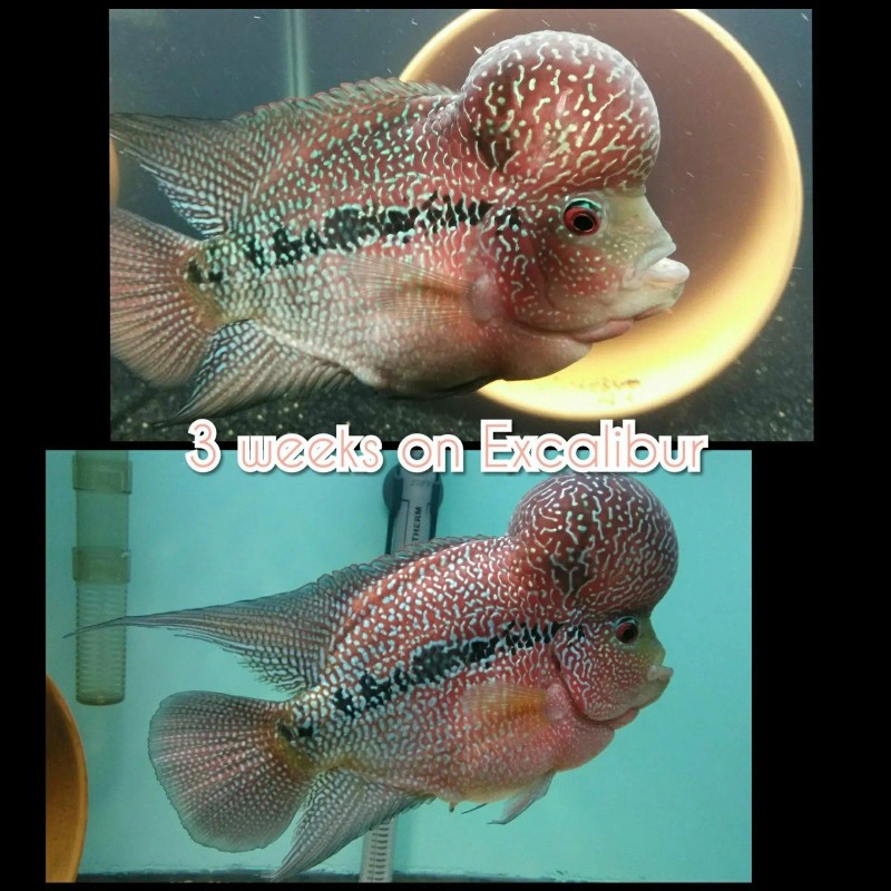 Excalibur Original Flowerhorn/srt Staple Food 1/2 lb 5mm Floating Pellets