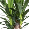United Nursery Yucca Cane Plant – Drought-Tolerant Indoor Tree in
