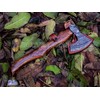 JNR TRADERS Hatchet Axe, Damascus Axe for Splitting and Cutting
