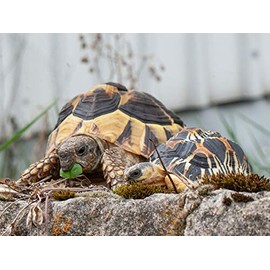 CALVENDO Jigsaw Puzzle Fritz and Willi Two Turtles 1000 Pieces Size 64 x 48 cm Photo Puzzle Picture of Marion Sixt