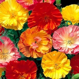 California Poppy Ballerina mix 300 seeds + Plant tag + Freebie - double poppy - Exchscholtzia