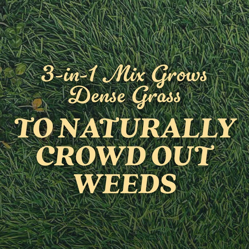O.M. Scott and Sons Tall Fescue Blend Grass Seed -