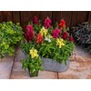 22Day Seeds: Seeds Snapdragon Magic Carpet Mix/Low Dwarf Annual Flowers