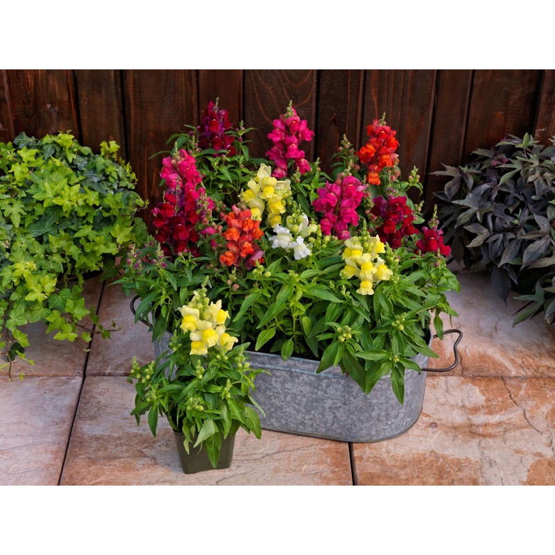 22Day Seeds: Seeds Snapdragon Magic Carpet Mix/Low Dwarf Annual Flowers