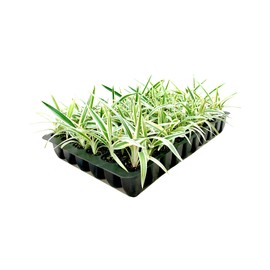 Flax Lily | Variegated Dianella Tasmanica Variegata | 20 Live Plants | Evergreen Shade Loving Grass