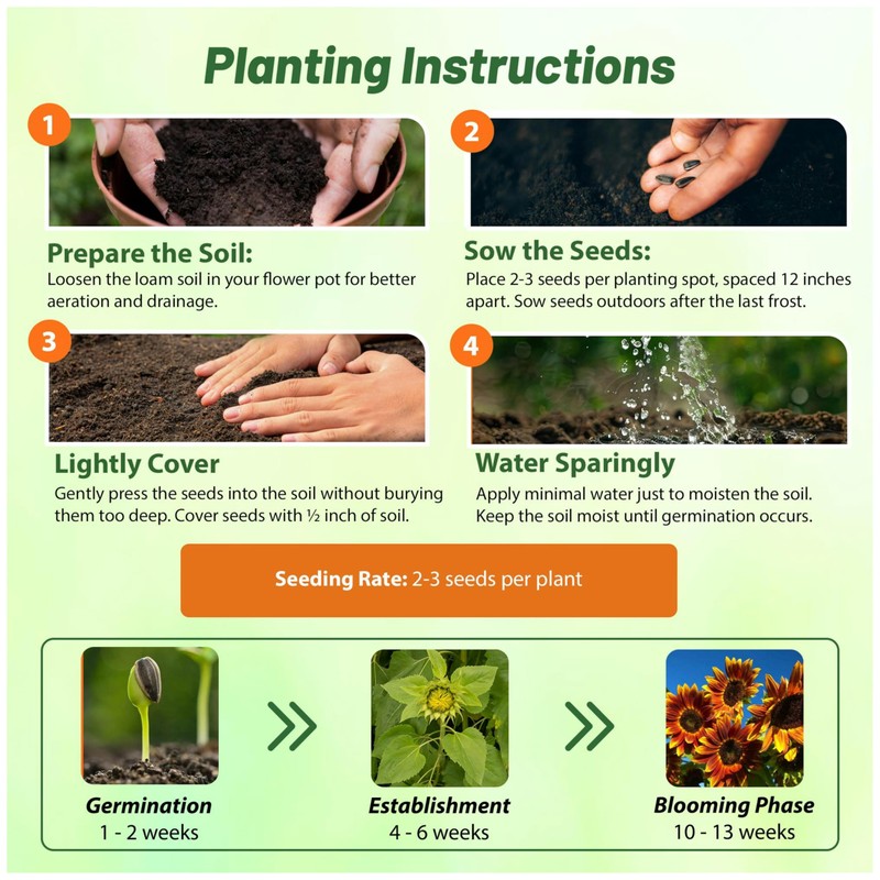 Outsidepride Joker Sunflower Seeds for Planting - 50 Pcs Annual,