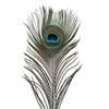 Peacock Eye Feathers 10-12" (Natural, per 100)