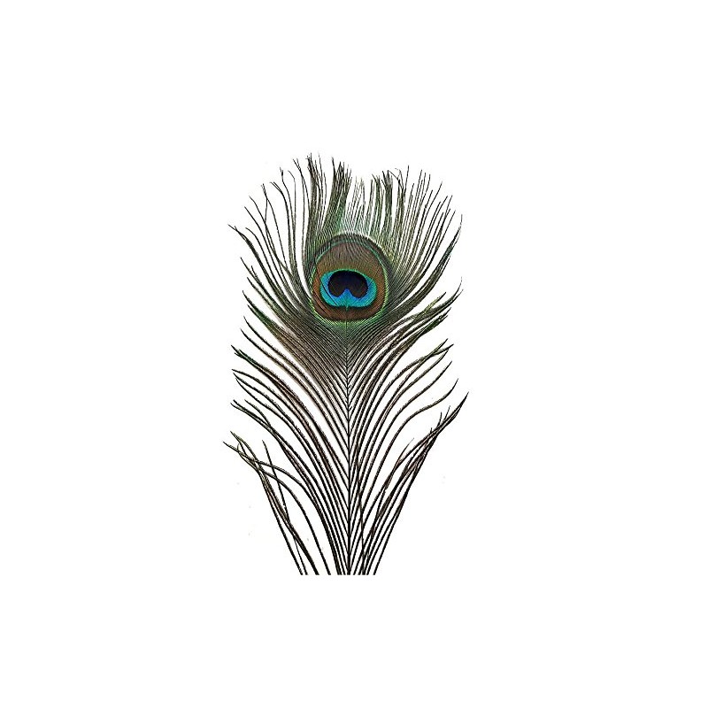 Peacock Eye Feathers 10-12" (Natural, per 100)