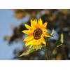 The Jonsteen Company Sunflower | Flower Seed Grow Kit |
