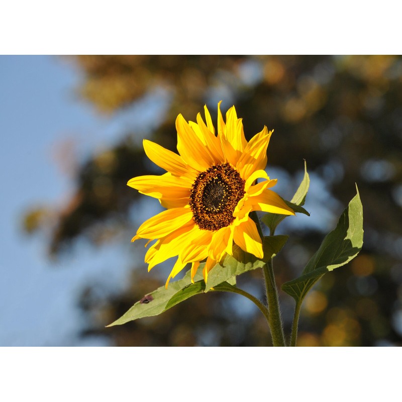 The Jonsteen Company Sunflower | Flower Seed Grow Kit |
