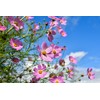Set of 200 Assorted Flower Seed Packets! Flower Seeds in