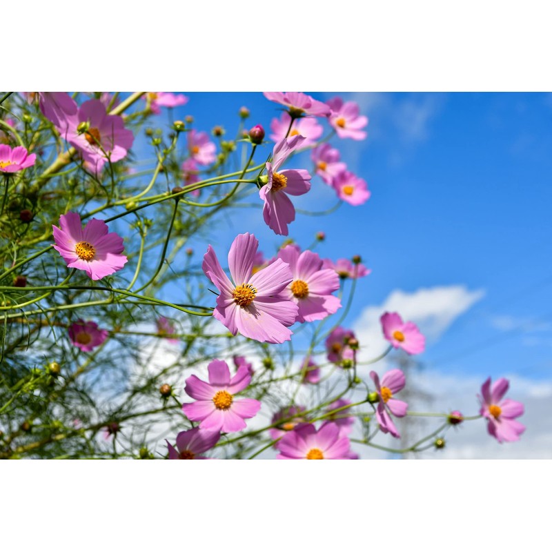 Set of 200 Assorted Flower Seed Packets! Flower Seeds in
