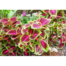 TomorrowSeeds - Rainbow Mix Coleus Seeds - 2000+ Count - for 2025 Planting Mixed Colors Shade House Plant Improved Mixture Wizards Foliage Annual Garden Flower Grow Your Own Home Farm Patio Healthy