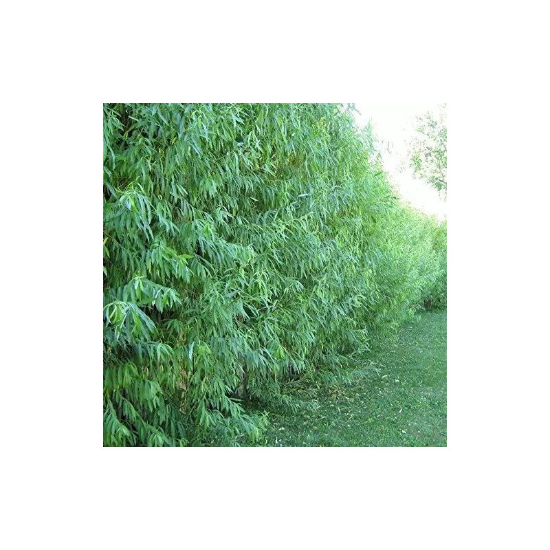 Austrees 15 HYBRID WILLOW TREES Austree grows 10 ft/year THICK