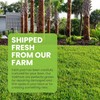 SodPods® Zoysia Grass Plugs for Lawn Repair, 3" x 3"