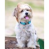 TagME Small Dog Collar, Adjustable Reflective Nylon Pet Collar with