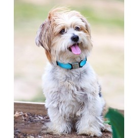 TagME Small Dog Collar, Adjustable Reflective Nylon Pet Collar with Quick Release Buckle, Sky Blue, 5/8" Width