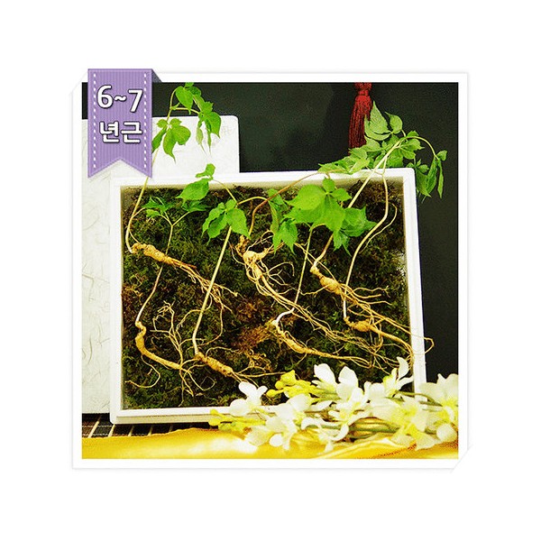 Gangwon wild ginseng famous Sanyang wild ginseng, 7 roots of 6-7 years old, collected on the same day, wooden lock case for storage / / 강원산삼 명가 산양산삼 6-7년근 7뿌리 당일채취, 보관용 우드락케이스 /