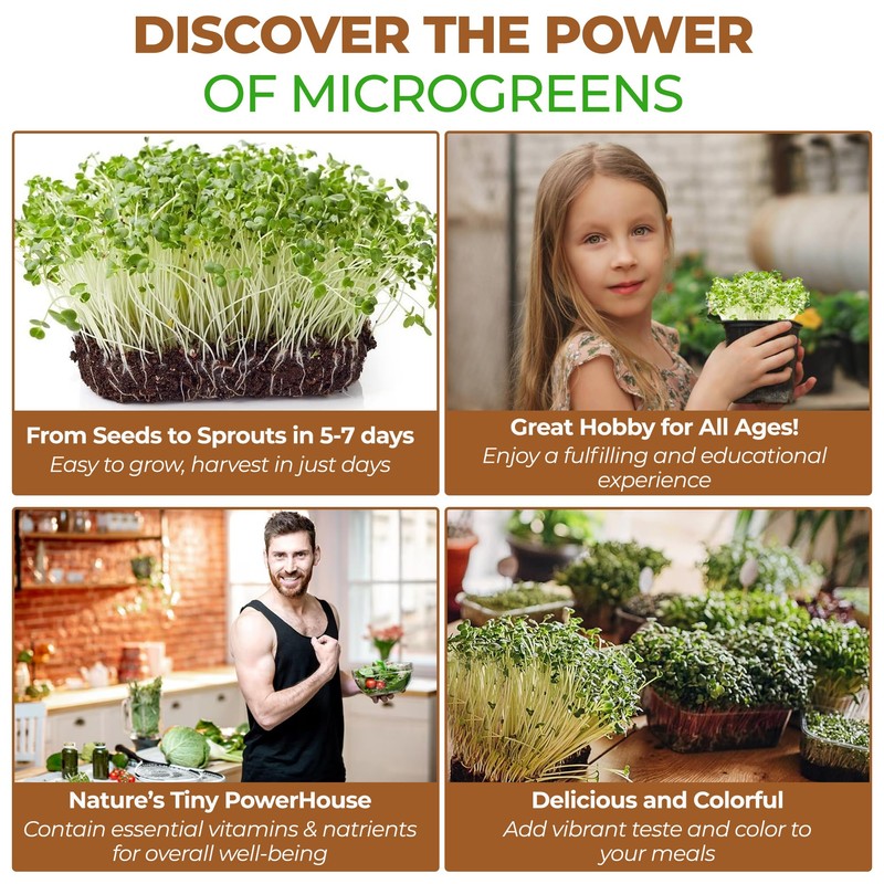 Todd’s Seeds - Alfalfa Sprouting Seeds - Easy to Grow